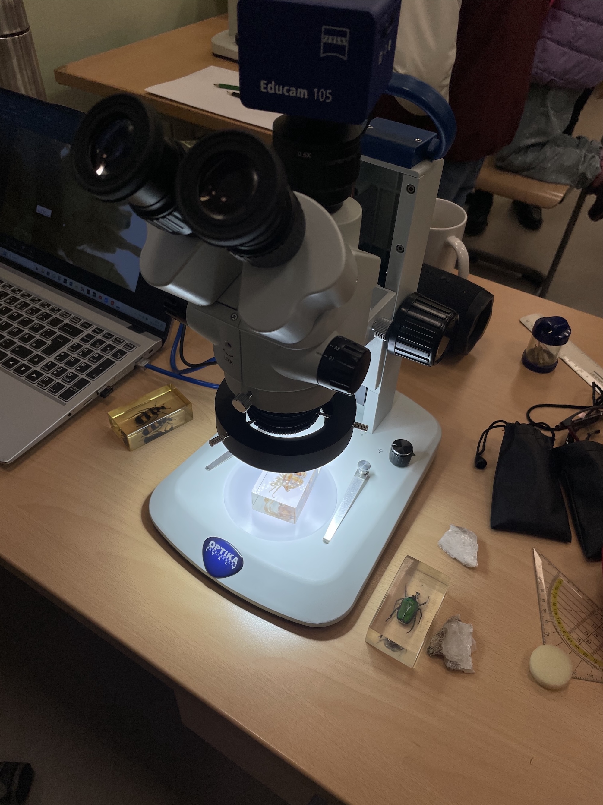 Mikroskop mit Insektenpräparaten